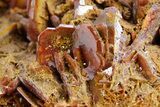 Fiery, Red-Brown Wulfenite Cluster - Kuruktag Mountains, China #361069-1